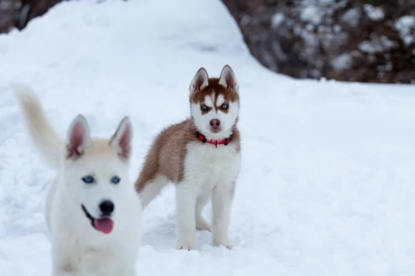 Chiot Husky sur la neige regardant un autre petit husky — Photo