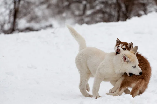 Petits huskies se mordant dans la neige — Photo