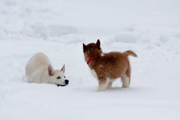 Little huskies playing in the deep snow — Stock Photo, Image