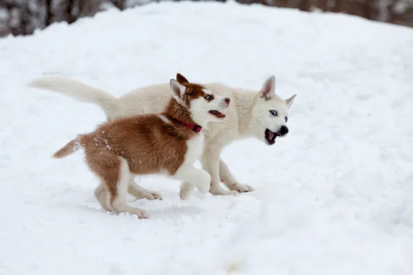 Μικρό huskies παίζοντας στο χιόνι — Φωτογραφία Αρχείου