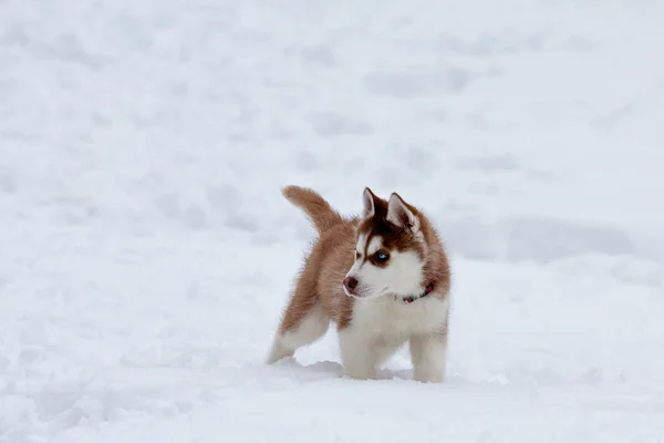 Karda küçük husky — Stok fotoğraf