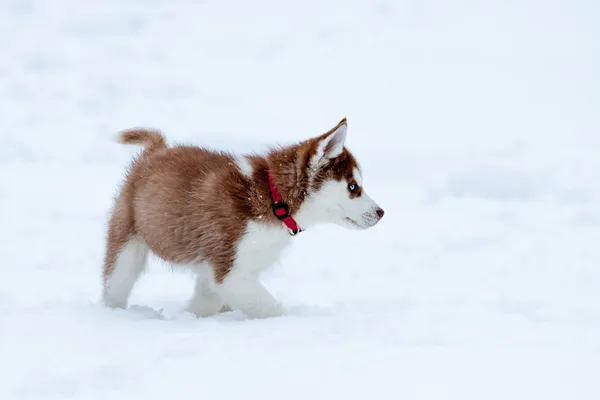 küçük husky derin karda yürüme