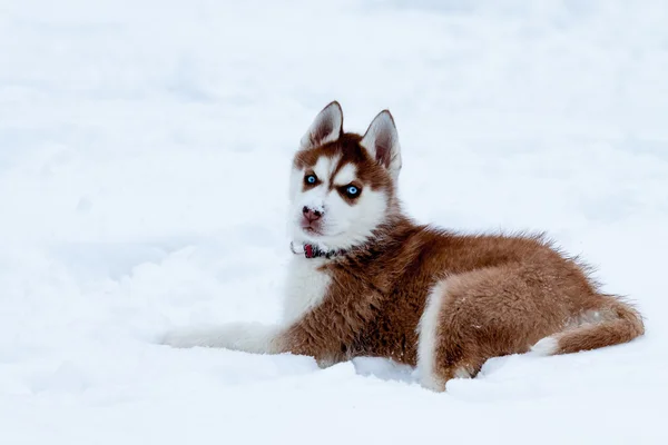 Μικρή σκύλος χάσκεϋ με μπλε μάτια, τοποθέτηση στο χιόνι — Φωτογραφία Αρχείου