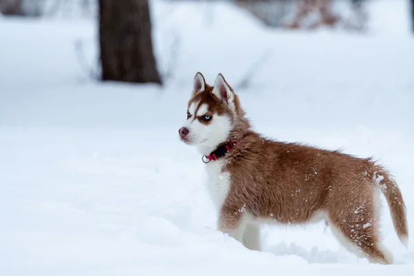 Kleiner Husky mit blauen Augen im Winterwald — Stockfoto
