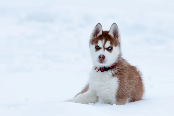 Μικρή σκύλος χάσκεϋ με μπλε μάτια που κάθεται στο χιόνι — Φωτογραφία Αρχείου