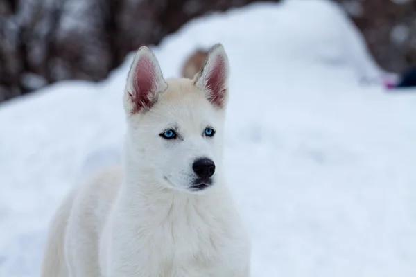 Kleiner weißer Husky mit blauen Augen im Schnee — Stockfoto