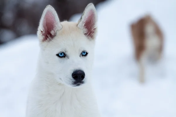 Kleine witte husky met blauwe ogen, close-up — Stockfoto