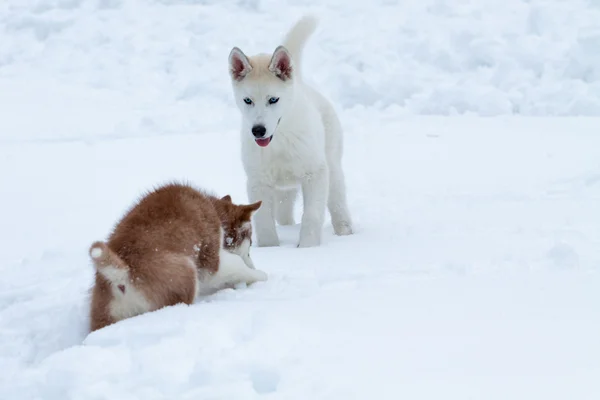 Deux petits huskies dans la neige — Photo