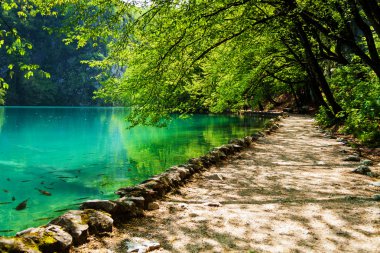 yol yakın orman göl balık plitvice gölleri Milli par