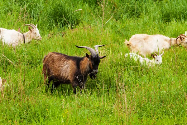 Kozy ve vysoké trávě — Stock fotografie
