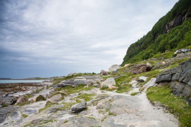 Kuzey Norveç'te denize yakın yolunda