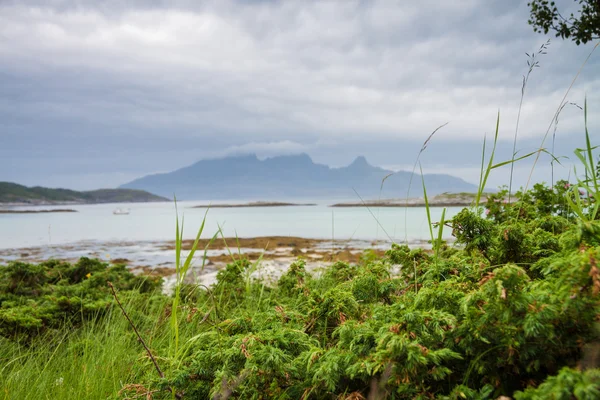 Gros plan de genévrier près de la mer dans le nord de la Norvège — Photo