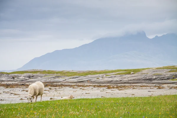 Moutons dans une prairie du nord de la Norvège — Photo