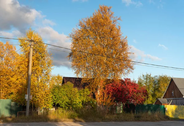 Surgut Rusland 2021 Bomen Struiken Herfstkleuren Stad Het Platteland — Stockfoto