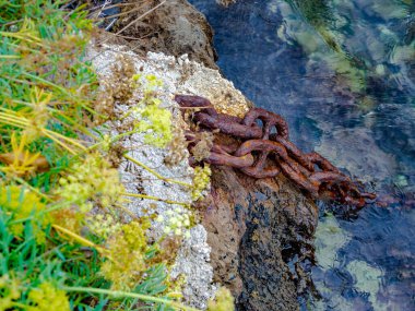 Karadağ 'ın kıyı kesimlerindeki Akdeniz' deki deniz yaşamının paslı özellikleri.