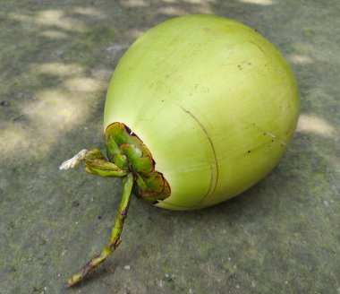 Yerde yeşil hindistan cevizi