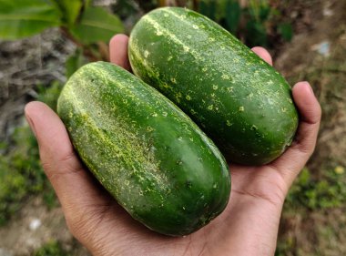 Salatalık tutan adam, yakın çekim manzaralı.