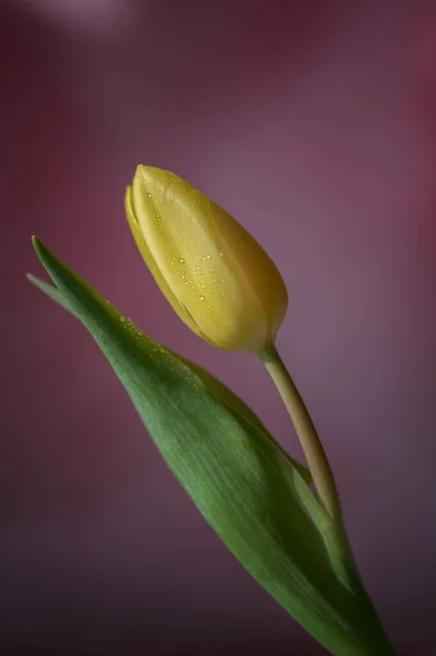 Żółty Kwiat Tulipana Zielonymi Liśćmi Kroplami Wody Różowym Tle Wiosna — Zdjęcie stockowe