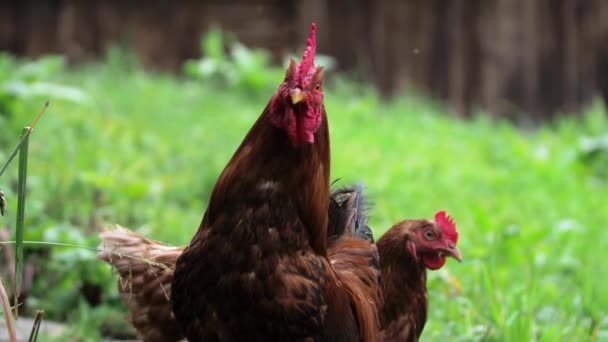 Retrato de pollo gallo pelirrojo mira a la cámara — Vídeos de Stock