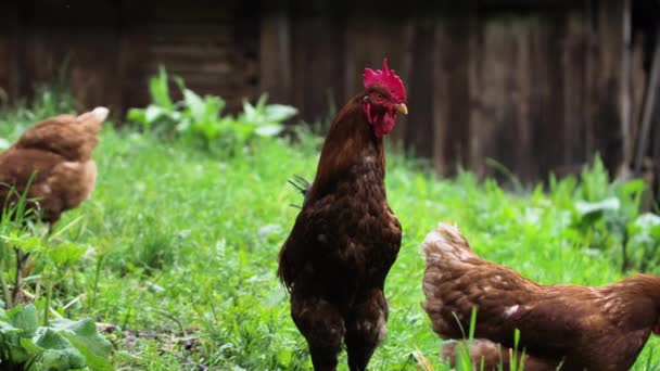 小鸡鸡红头发的公鸡看着摄像机 — 图库视频影像