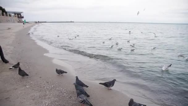 Anya és fia galambokat és sirályokat etetnek a parton Ősz — Stock videók