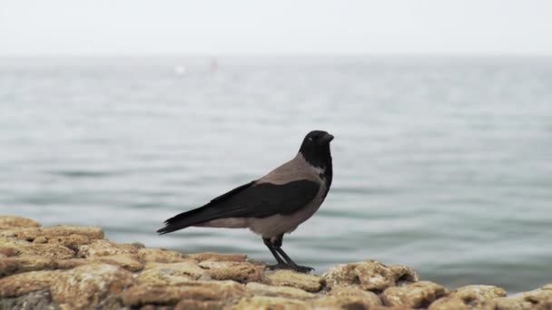 Le corbeau est assis sur une pierre sur le fond de la plage de la ville et s'envole — Video