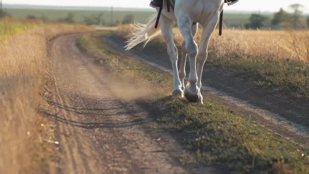 Woman Red Uniform Walks White Horse Field Hay Horse Legs — Stock Video