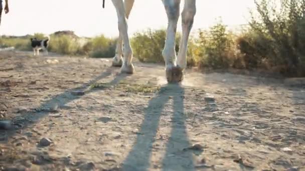 Una Donna Uniforme Rossa Cammina Cavallo Bianco Campo Fieno Gambe — Video Stock