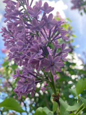 Leylak - çalılıklarda güzel bahar çiçekleri