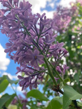Leylak - çalılıklarda güzel bahar çiçekleri