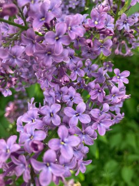 Leylak - çalılıklarda güzel bahar çiçekleri