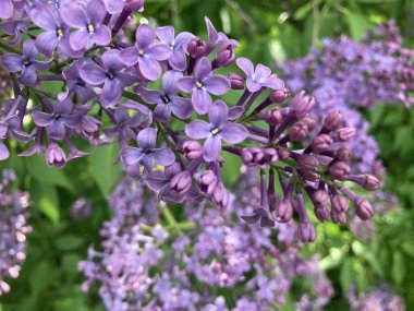 Leylak - çalılıklarda güzel bahar çiçekleri