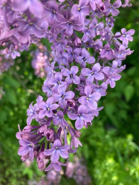 Leylak - çalılıklarda güzel bahar çiçekleri