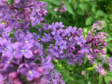 Leylak - çalılıklarda güzel bahar çiçekleri