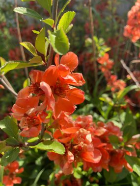 Çalıların üzerinde güzel terracotta çiçekleri (kırmızı)