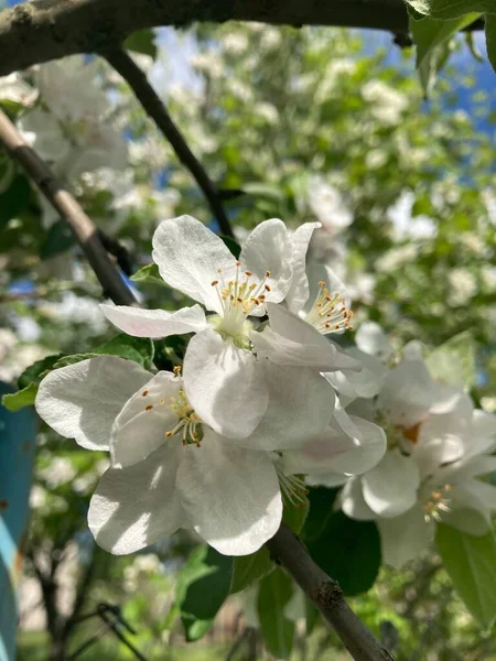 Blooming Pear Tree Spring White Flowers — Stock Photo, Image