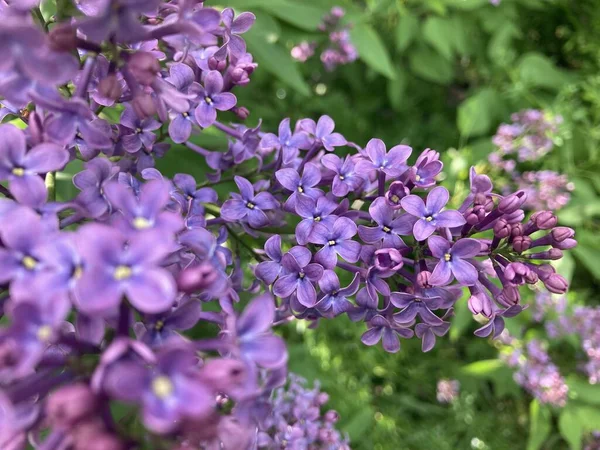 Lilac Krásné Jarní Květiny Keři — Stock fotografie