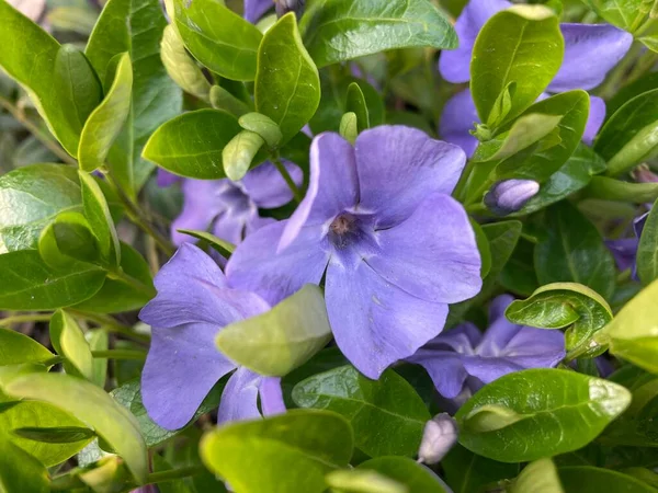 Modré Malé Květiny Které Kroutí Trávou — Stock fotografie