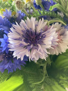 Güzel karanfil çiçeği, mavi ve pembe