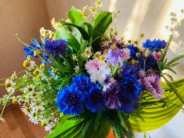 Champ Belles Fleurs Marguerites Oeillets Bleus — Photo