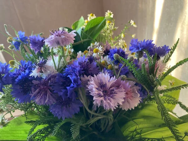 Champ Belles Fleurs Marguerites Oeillets Bleus — Photo