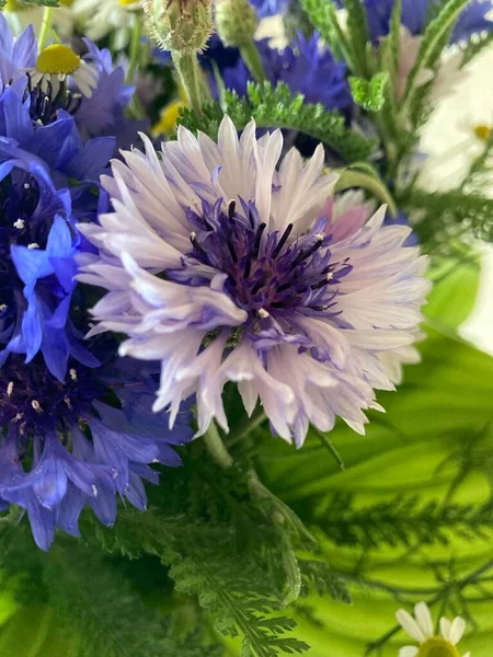 Красива Квітка Гвоздики Синьо Рожева — стокове фото