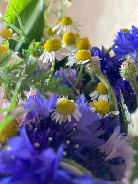 Feld Schöne Blumen Gänseblümchen Und Blaue Nelken — Stockfoto
