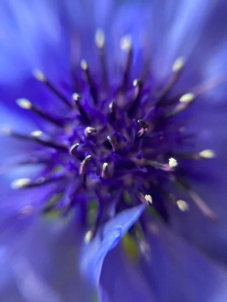 Schöne Nelkenblüte Blau Und Rosa — Stockfoto