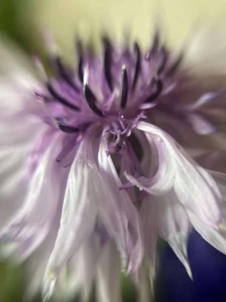 Hermosa Flor Clavel Azul Rosa — Foto de Stock