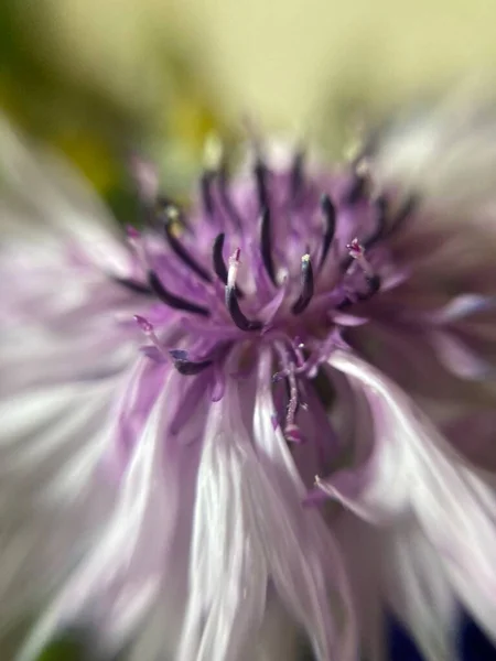 Красива Квітка Гвоздики Синьо Рожева — стокове фото