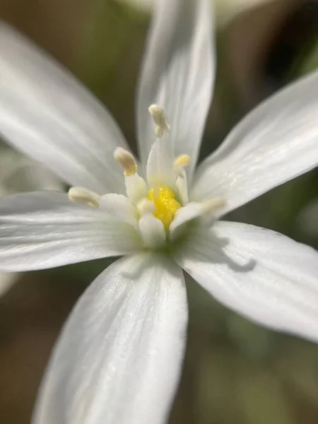 Белый Дикий Цветок Макрофотография — стоковое фото