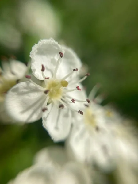 Kiraz Ağacının Beyaz Çiçekleri — Stok fotoğraf