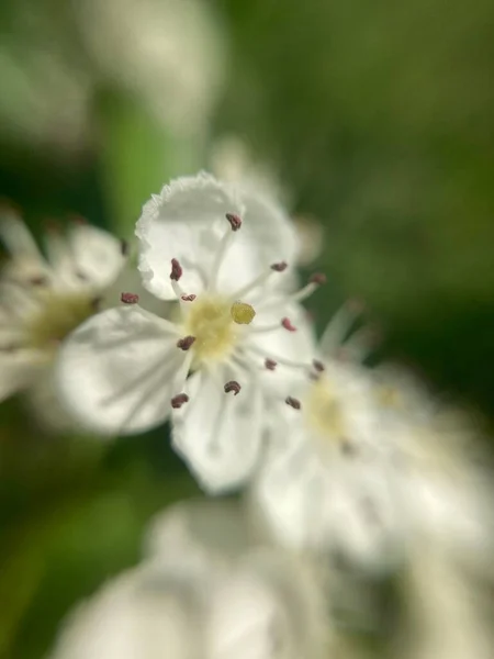 Flores Brancas Árvore Flor Cereja — Fotografia de Stock