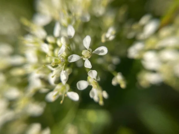 Flores Pequenas Brancas Ramo — Fotografia de Stock
